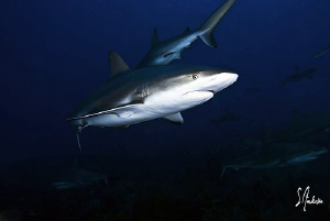 Reef Sharks at Ginormous Reef - lots of them and a couple... by Steven Anderson 